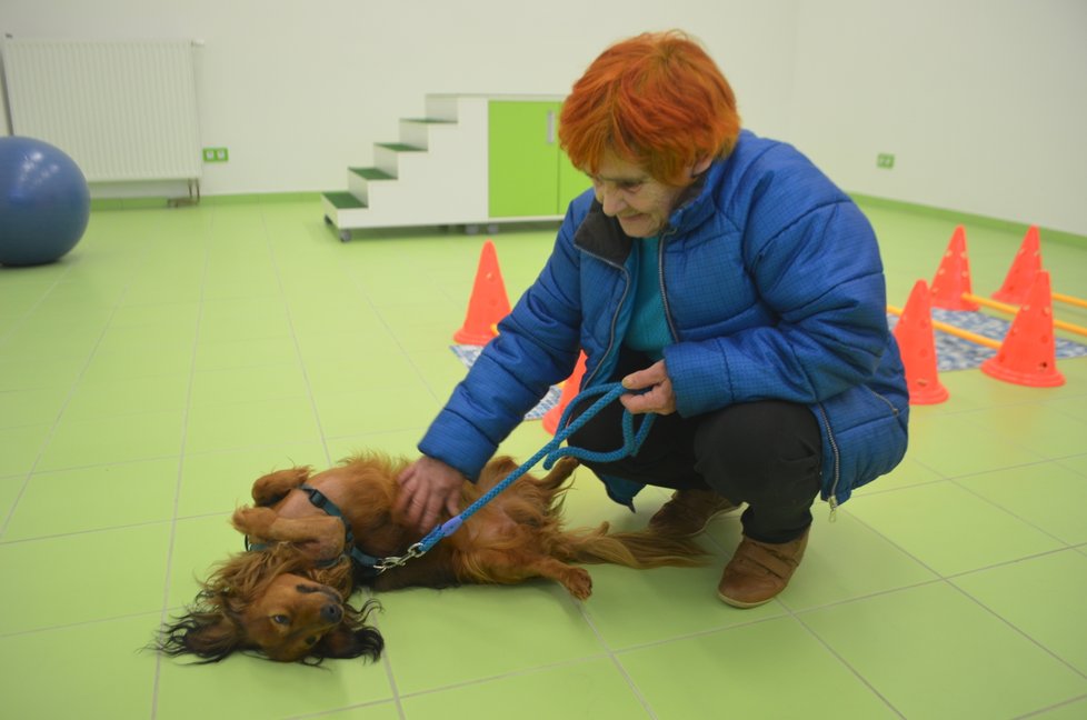 Matýsek je už více než 2 měsíce v péči strakonického Vetcentra. Paní Věra za ním dojíždí. Jedno jejich setkání zprostředkovaly i Blesk tlapky.