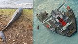 Palivo z rozlomené lodi ničí exotický ráj: U břehů Mauricia uhynulo už 17 delfínů
