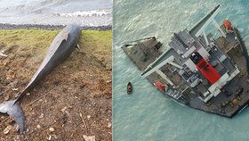 Na Mauriciu umírají delfíni po havárii japonské nákladní lodi
