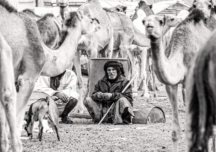 Mauritánský velbloudář na největším trhu s velbloudy v západní Africe, který leží nedaleko za Nuakšottem