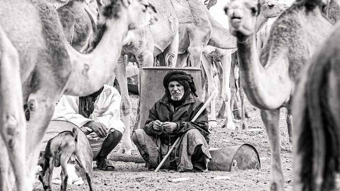Mauritánský velbloudář na největším trhu s velbloudy v západní Africe, který leží nedaleko za Nuakšottem