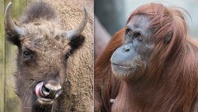 Víkend v Zoo Praha: Třicetiny orangutaní dámy Mawar a loučení s Prťkou