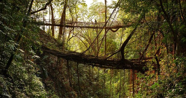 Místní kvůli častým dešťům tvoří mosty z kořenů stromů.