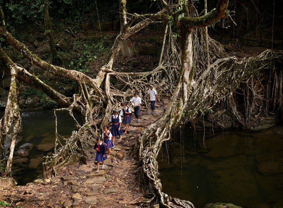 Místní kvůli častým dešťům tvoří mosty z kořenů stromů.