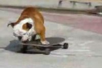 Buldok Max - jezdec na skateboardu