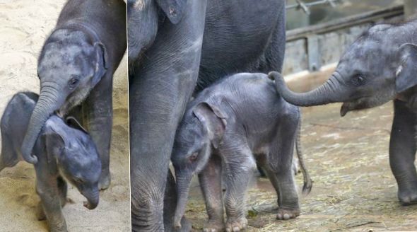 Lump Max z pražské zoo! Neustále pošťuchuje novorozené slůně!