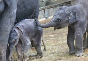 Lump Max z pražské zoo! Neustále pošťuchuje novorozené slůně!