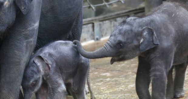 Lup Max z pražské zoo! Neustále pošťuchuje novorozené slůně!