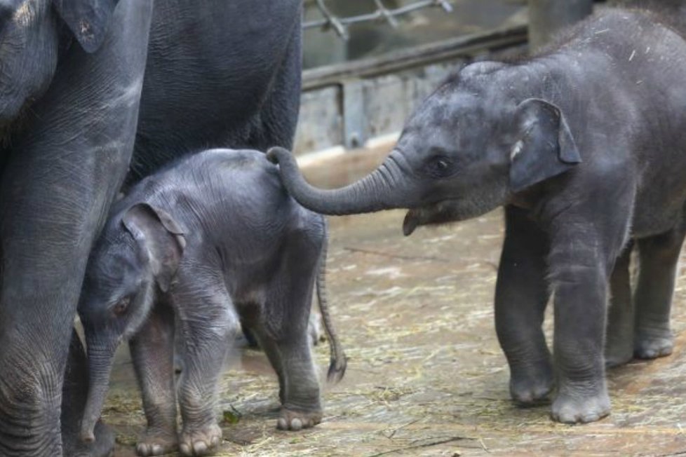 Lump Max z pražské zoo! Neustále pošťuchuje novorozené slůně!