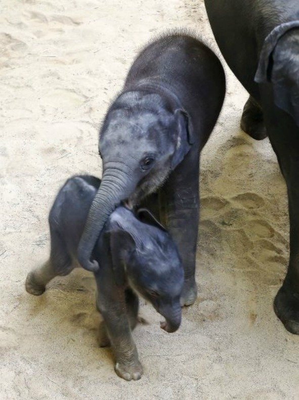 Sloni indičtí obývají v Zoo Praha Údolí slonů, otevřené v březnu 2013, a to díky podpoře hl. m. Prahy i příspěvkům od tisíců lidí. 