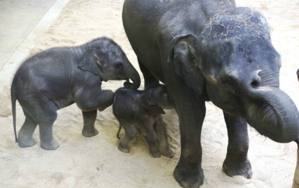 Lump Max z pražské zoo! Neustále pošťuchuje novorozené slůně!