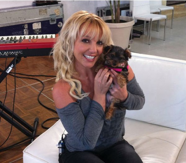Jorkšírka Hannah popov divy Britney Spears má i svůj vlastní profil na Twitteru, na kterém má nyní více než 50 tisíc následovníků.