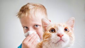 Alergie na domácí mazlíčky nejčastěji způsobují rýmu, zánět očních spojivek, ekzém, astma či kašel.