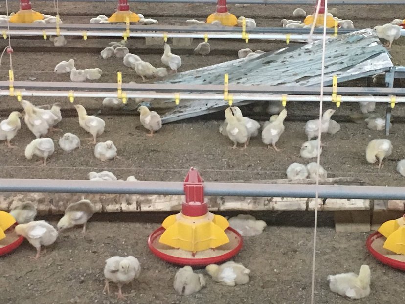 Kuřata na farmě v Baktalórantháze