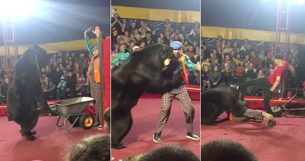 Cvičený medvěd napadl krotitele: Lidé utíkali z cirkusu!