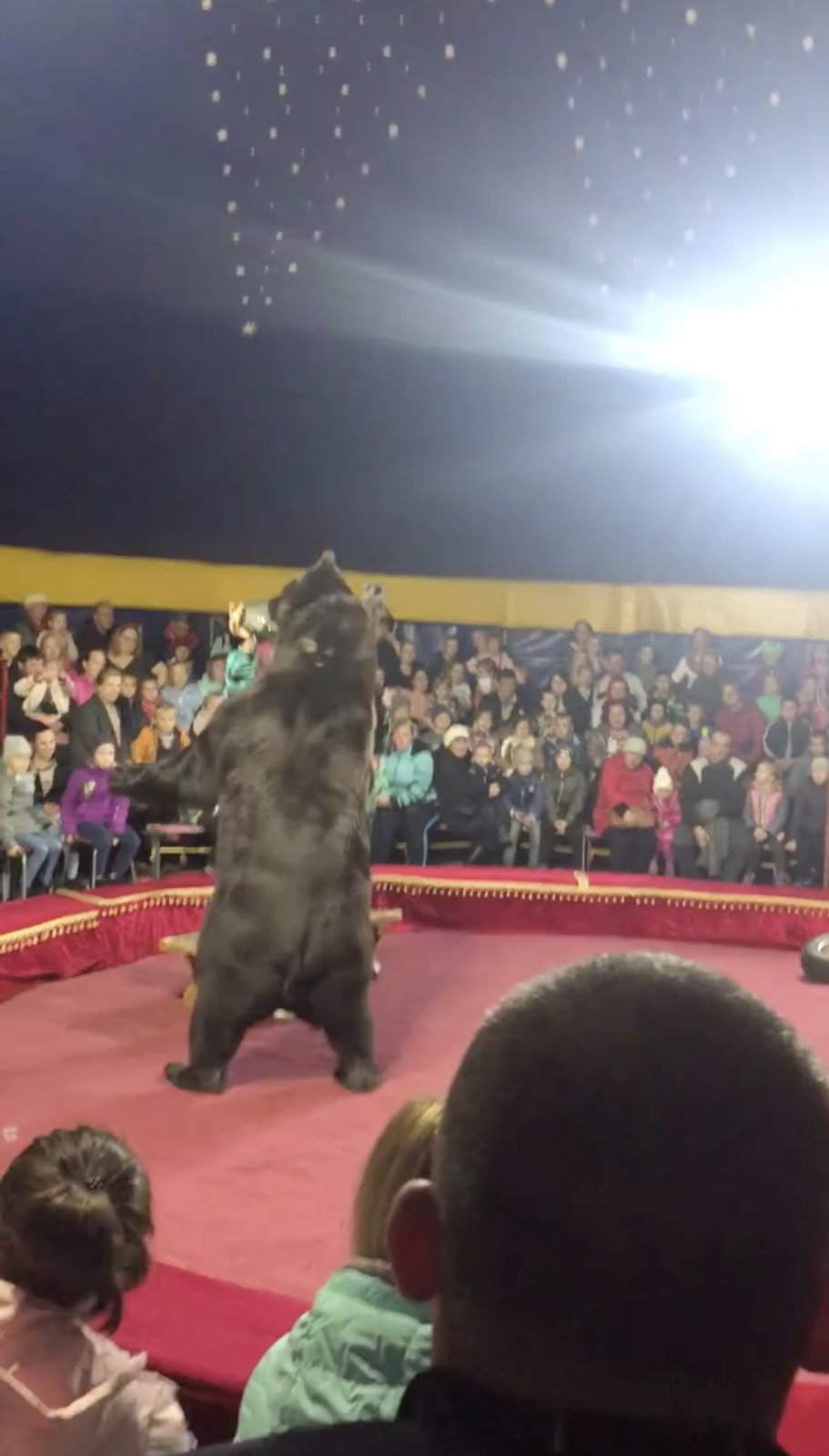 Obrovitý cvičený medvěd přímo před zraky diváků brutálně napadl svého krotitele.