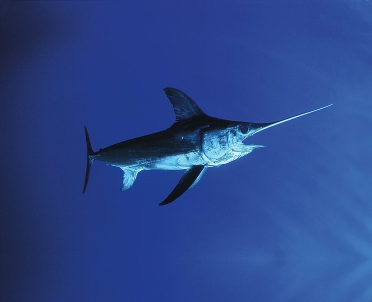 Mečoun je ryba vyzbrojená meči a oštěpy
