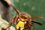 Vědci z Masarykovy univerzity v Brně odhalili viry,které ohrožují zdraví včelstev.