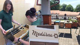Renesance včelařství v Praze: Lesy otevřely medárnu, mají i mednou krávu