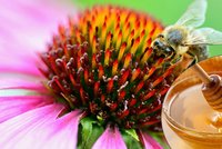 Zázrak z úlu: Med pomůže při oparu i menopauze. Lečí se i včelím bodnutím