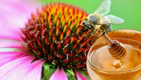 Včelí med je úžasný životabudič, který dodává našemu tělu spoustu živin. 