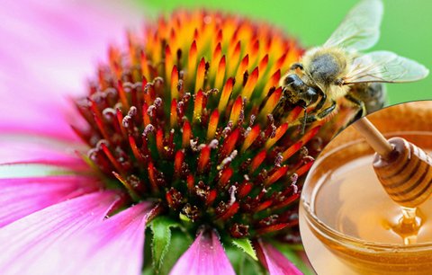 Životabudič jménem med! 6 pravd, které jste o něm možná nevěděli: Léčí nervy a pomáhá hubnout