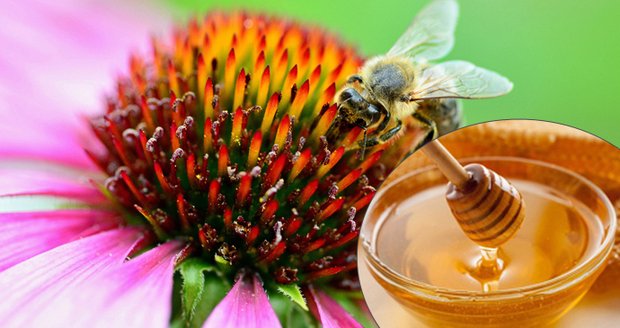 Včelí med je úžasný životabudič, který dodává našemu tělu spoustu živin. 