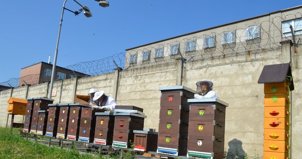 Odsouzení zažívají druhou včelařkou sezonu za sebou. Letos mají medu o mnoho více.