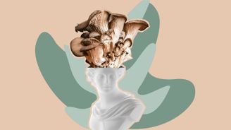 Lady Chaga a spol. Jak nám medicinální houby pomáhají „hacknout“ naši imunitu?