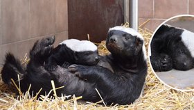 Velký úspěch Safari Parku Dvůr Králové: Narodilo se tam mládě medojeda