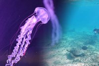 Šílená smrt na pobřeží: Chlapec (17) zemřel po žahnutí medúzou