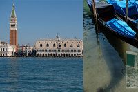 Koronavirus zachraňuje přírodu? V křišťálově čisté vodě v Benátkách se objevila vzácná medúza