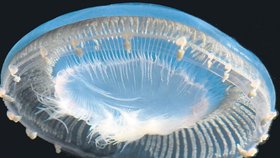 Medúza zvaná Aequerea Macrodactyla
