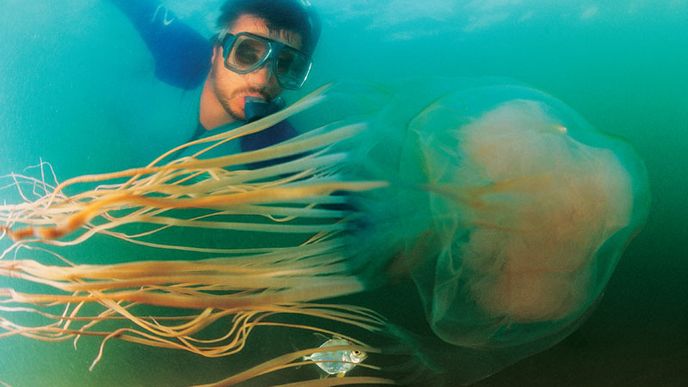 Raději opatrně. Přestože medúzy vypadají jako „průsvitné nic“, některé jejich druhy patří mezi nejnebezpečnější živočichy na Zemi. Nejprudší jed z nich má čtyřhranka smrtelná, žijící v teplých vodách Pacifiku a Indického oceánu.
