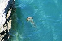 Chorvatsko bojuje s medúzami! Nejčastější výskyt hlásí na Istrii