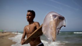 Středozemní moře obsadily medúzy: V Itálii je zkouší jíst