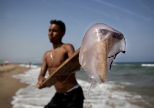 Medúzy v mořích odrazují turisty.