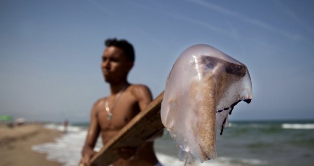 Medúzy u španělského pobřeží požahaly minimálně sedm stovek lidí!