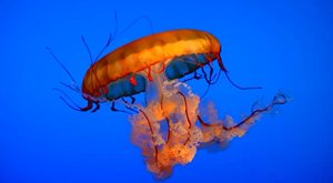 Medúzy z hlubin moří: Krása, která pálí