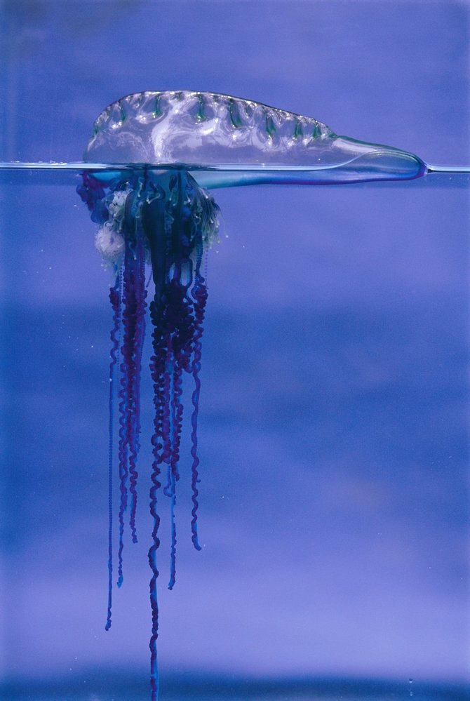 Mimozemské medúzy