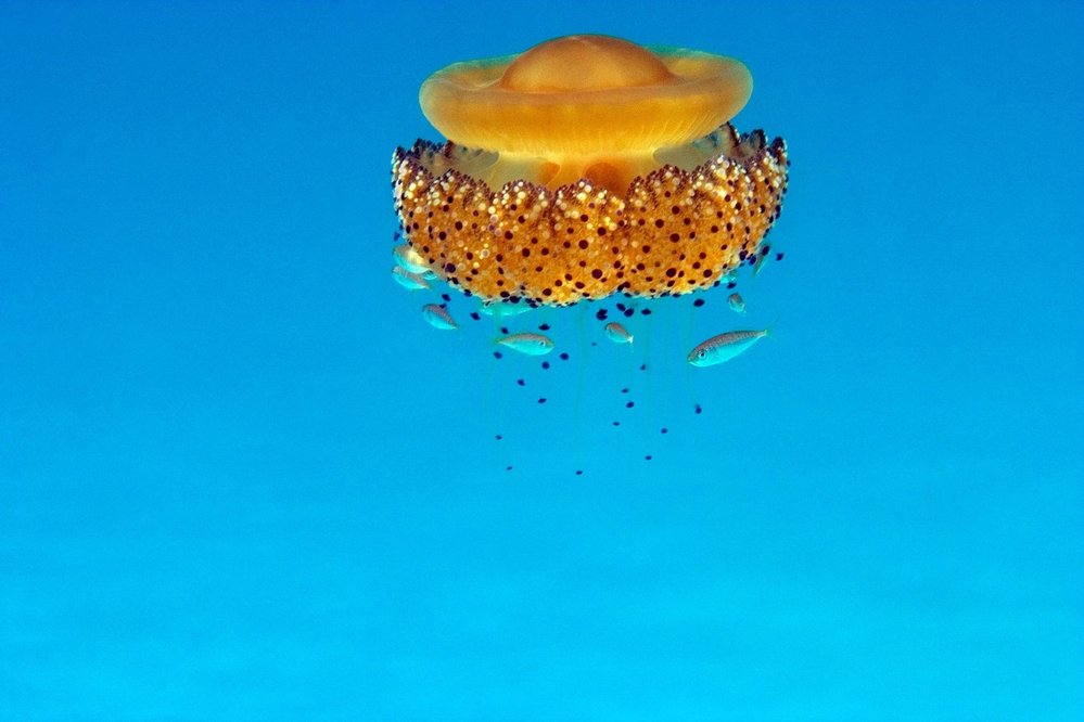 Mimozemské medúzy