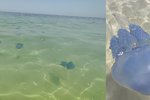 Medúzy u tuniské pláže měly velikost kopacího míče.