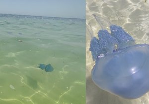 Medúzy u tuniské pláže měly velikost kopacího míče.