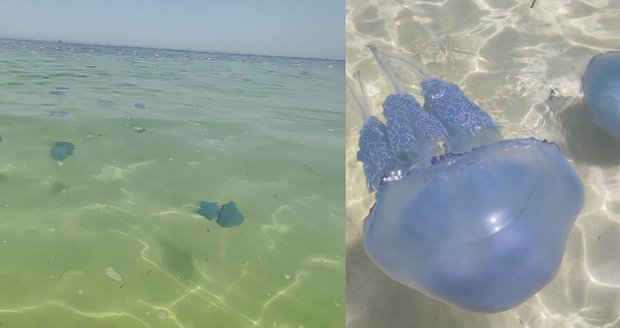Bára vyfotila »invazi« medúz v dovolenkovém ráji! Biolog popsal riziko