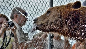 To je on. Medvěd Balú patřil v Zoo Tábor mezi nejvíce fotografovaná zvířata.