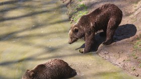 V táborské zoo žijí medvědi v rozlehlém výběhu, který připomíná rokli s jezírkem.