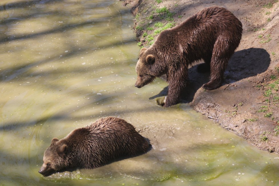 V táborské zoo žijí medvědi v rozlehlém výběhu, který připomíná rokli s jezírkem.