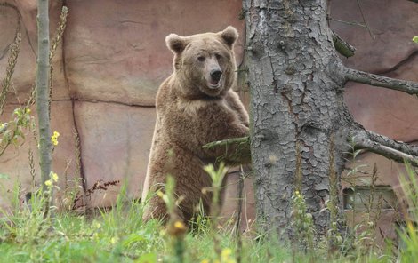 Altaj se v novém domově v Zoo Hluboká, kam přijel před rokem, už zabydlel.