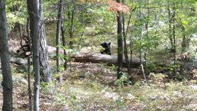Medvěda zachytili nejprve na vzdálenost asi 30 metrů.