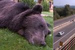 Medvěda porazilo a zabilo auto.